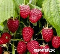 Саженцы малины Херитейдж, ремонтантная