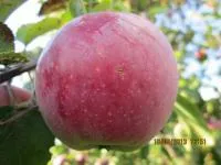 Саджанці яблунь Ліберті