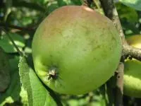 Саджанці яблунь Кальвіль Сніжний