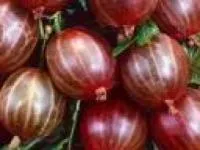 Саженцы крыжовника Пакс