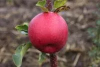 Саджанці яблуні Еліза