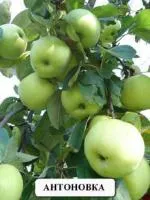 Саджанці яблуні Антонівка