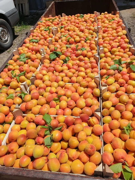 Свежие фрукты абрикосы
